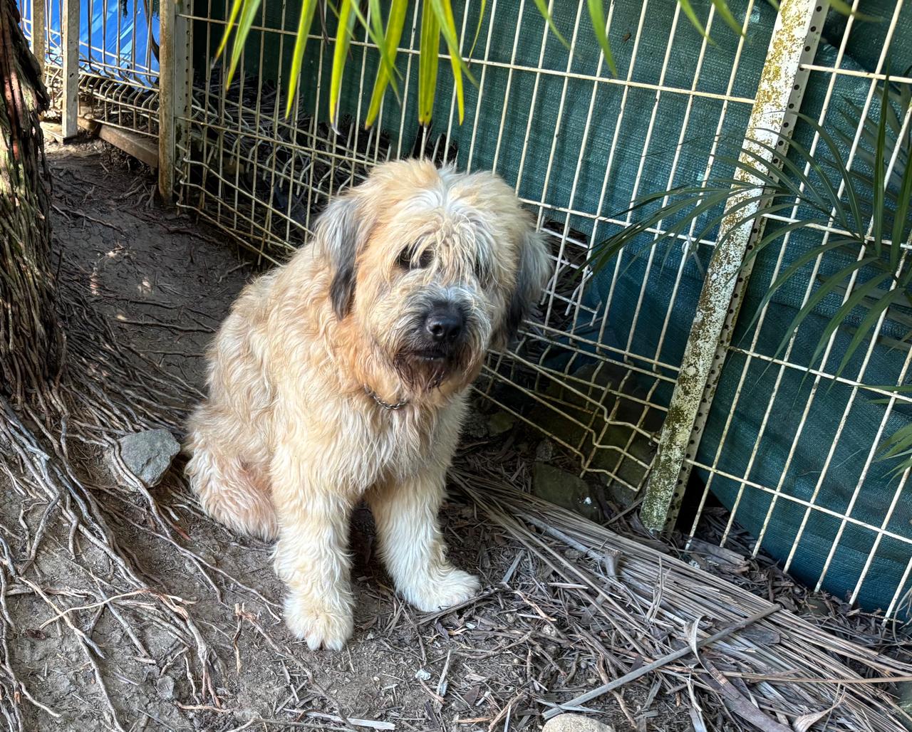 Chiens à adopter